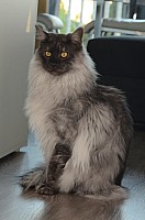 nickybaer_katzenfoto_201309_042