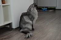 nickybaer_katzenfoto_201309_043