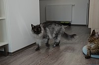 nickybaer_katzenfoto_201309_044