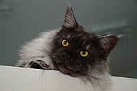 nickybaer_katzenfoto_201309_047