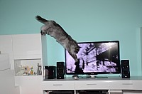 nickybaer_katzenfoto_201309_048