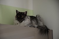 nickybaer_katzenfoto_201309_049