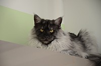 nickybaer_katzenfoto_201309_050