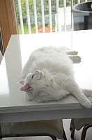 nickybaer_katzenfoto_201309_052