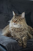 nickybaer_katzenfoto_201309_057