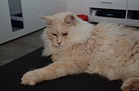 nickybaer_katzenfoto_201309_065