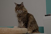 nickybaer_katzenfoto_201309_066