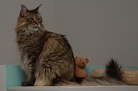 nickybaer_katzenfoto_201309_067