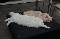 nickybaer_katzenfoto_201310_009