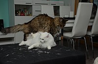 nickybaer_katzenfoto_201310_011