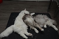 nickybaer_katzenfoto_201310_012