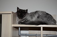 nickybaer_katzenfoto_201310_014