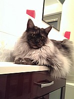 nickybaer_katzenfoto_201310_021