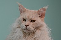 nickybaer_katzenfoto_201311_003