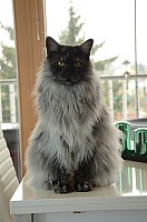 nickybaer_katzenfoto_201311_011