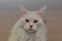 nickybaer_katzenfoto_201311_013