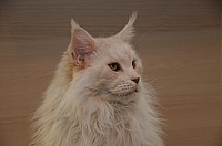 nickybaer_katzenfoto_201311_017