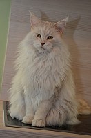 nickybaer_katzenfoto_201311_020