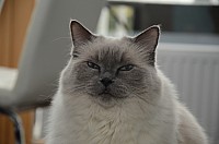 nickybaer_katzenfoto_201311_023