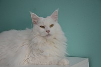 nickybaer_katzenfoto_201311_031