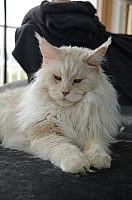 nickybaer_katzenfoto_201311_046